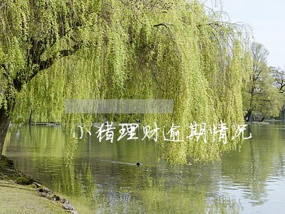 小猪理财逾期情况 小猪理财逾期情况