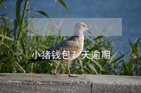 小猪钱包7天逾期 小猪钱包7天逾期