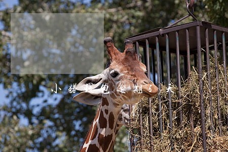 小猪钱包逾期5天 小猪钱包逾期5天