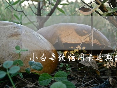 小白导致信用卡逾期的原因 小白导致信用卡逾期的原因