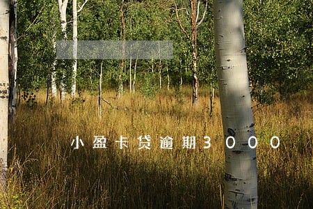 小盈卡贷逾期3000 小盈卡贷逾期3000