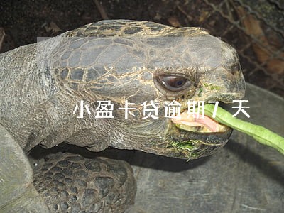 小盈卡贷逾期7天 小盈卡贷逾期7天