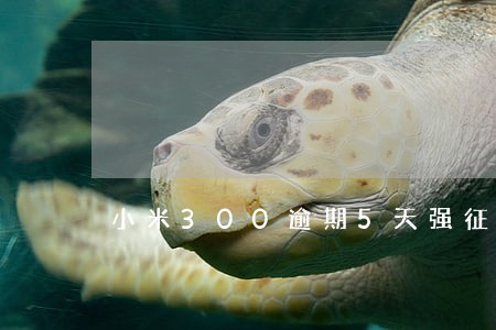 小米300逾期5天强征信了 小米300逾期5天强征信了