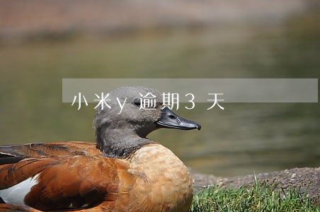 小米y逾期3天