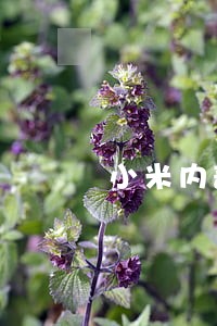 小米内部员工贷款逾期 小米内部员工贷款逾期
