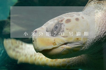 小米分期20号逾期 小米分期20号逾期