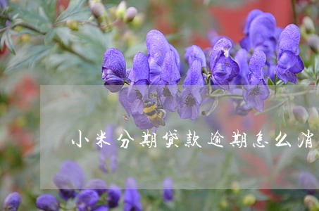 小米分期贷款逾期怎么消除 小米分期贷款逾期怎么消除