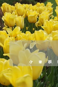 小米可以协商只还本金吗 小米可以协商只还本金吗