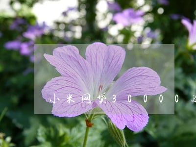 小米网贷30000逾期 小米网贷30000逾期
