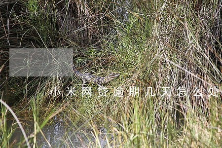 小米网贷逾期几天怎么处理 小米网贷逾期几天怎么处理