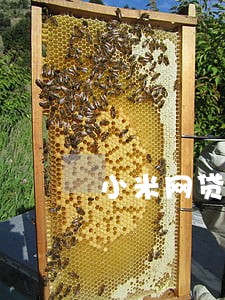 小米网贷逾期分期 小米网贷逾期分期