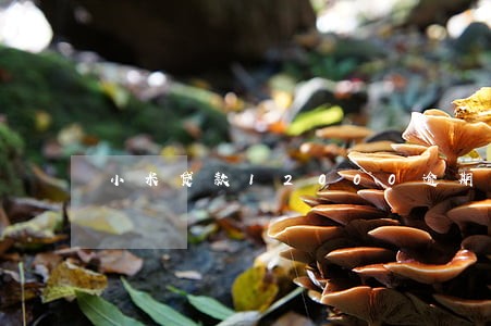 小米贷款12000逾期一个月 小米贷款12000逾期一个月