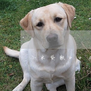 小米贷款4400逾期一个月 小米贷款4400逾期一个月