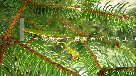 小米贷款5万逾期两个月说上门 小米贷款5万逾期两个月说上门