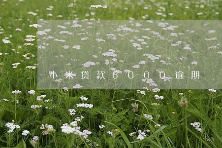 小米贷款6000逾期 小米贷款6000逾期