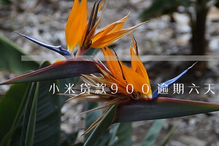 小米贷款900逾期六天 小米贷款900逾期六天