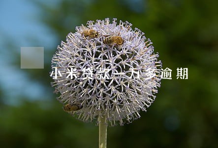 小米贷款一万多逾期 小米贷款一万多逾期