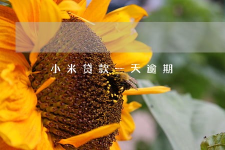 小米贷款一天逾期 小米贷款一天逾期