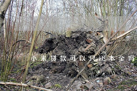 小米贷款可以只还本金吗
