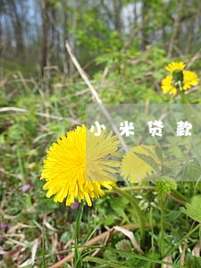 小米贷款无逾期没有额度了 小米贷款无逾期没有额度了