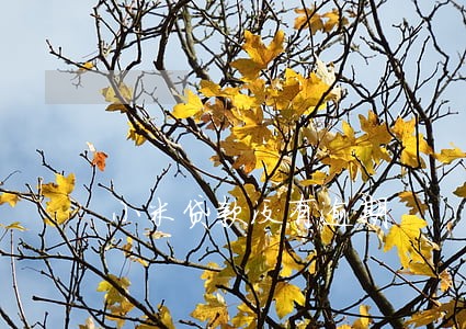 小米贷款没有逾期