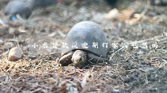 小米贷款没逾期打家人电话吗 小米贷款没逾期打家人电话吗