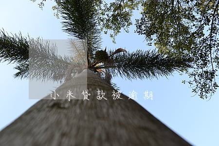小米贷款被逾期 小米贷款被逾期
