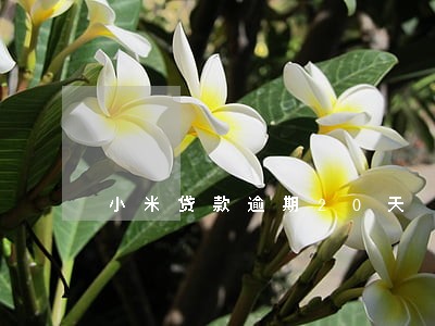 小米贷款逾期20天 小米贷款逾期20天