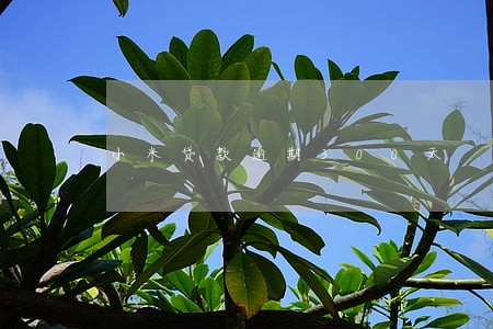 小米贷款逾期300天 小米贷款逾期300天