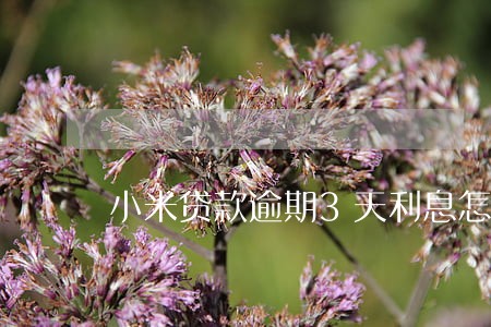 小米贷款逾期3天利息怎么算 小米贷款逾期3天利息怎么算