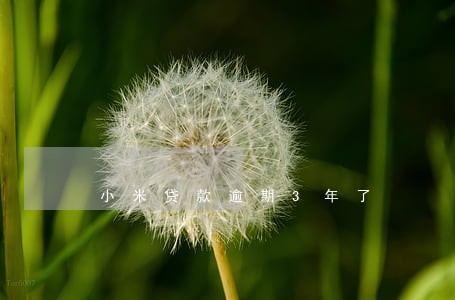 小米贷款逾期3年了