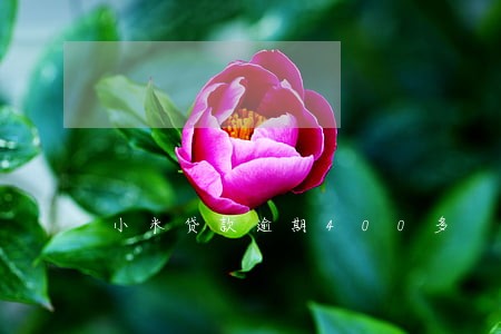小米贷款逾期400多 小米贷款逾期400多