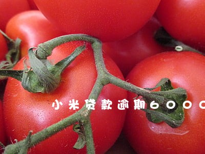 小米贷款逾期6000 小米贷款逾期6000