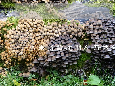 小米贷款逾期6万两年 小米贷款逾期6万两年