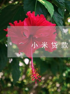 小米贷款逾期6万多 小米贷款逾期6万多
