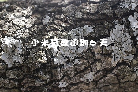 小米贷款逾期6天 小米贷款逾期6天