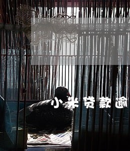 小米贷款逾期7次