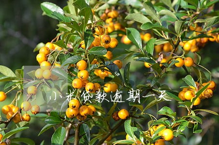 小米贷款逾期一天 小米贷款逾期一天