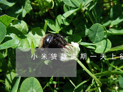 小米贷款逾期一天上征信6 小米贷款逾期一天上征信6
