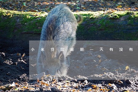 小米贷款逾期一天有没有影响 小米贷款逾期一天有没有影响