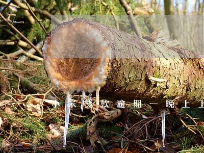 小米贷款逾期一晚上上征信吗 小米贷款逾期一晚上上征信吗