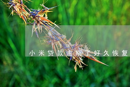 小米贷款逾期了好久恢复额度 小米贷款逾期了好久恢复额度