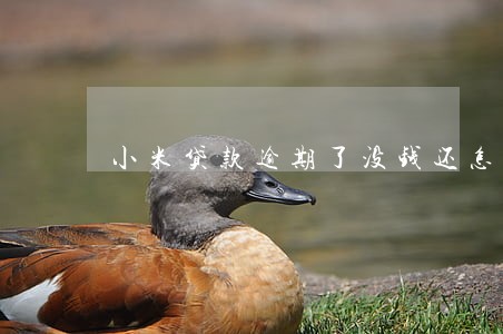 小米贷款逾期了没钱还怎么办 小米贷款逾期了没钱还怎么办
