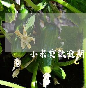 小米贷款逾期了还10块 小米贷款逾期了还10块