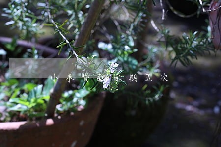 小米贷款逾期五次 小米贷款逾期五次