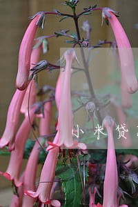 小米贷款逾期会打电话 小米贷款逾期会打电话