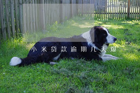 小米贷款逾期几天爆 小米贷款逾期几天爆