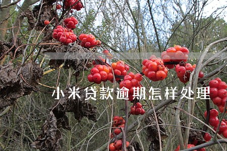 小米贷款逾期怎样处理 小米贷款逾期怎样处理