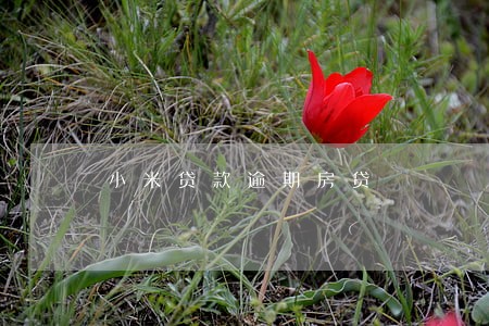 小米贷款逾期房贷 小米贷款逾期房贷