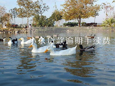 小米贷款逾期手续费 小米贷款逾期手续费
